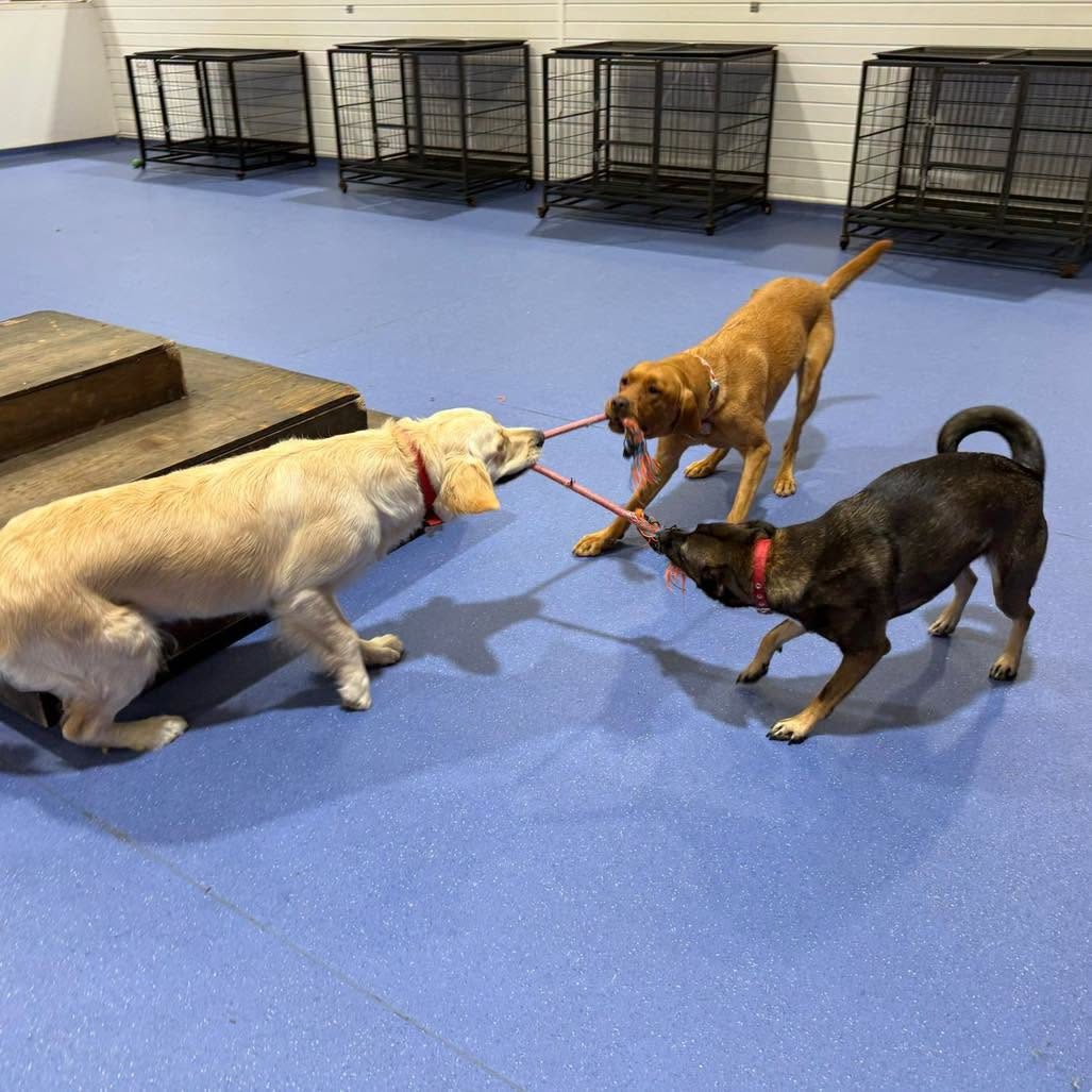 Dogs playing together in the day care arena