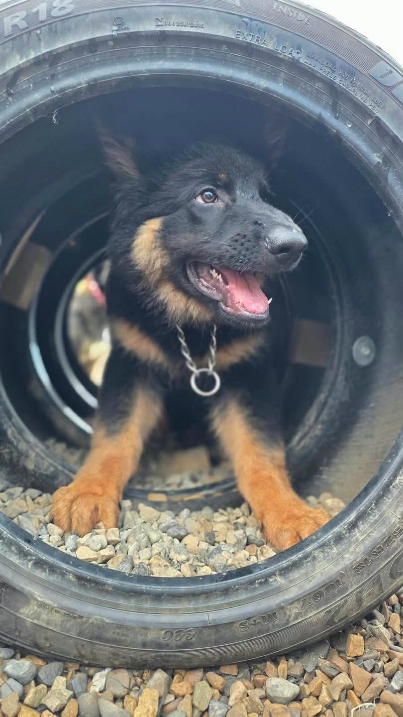 A German shepherd puppy looking out from inside a tyre tunnel