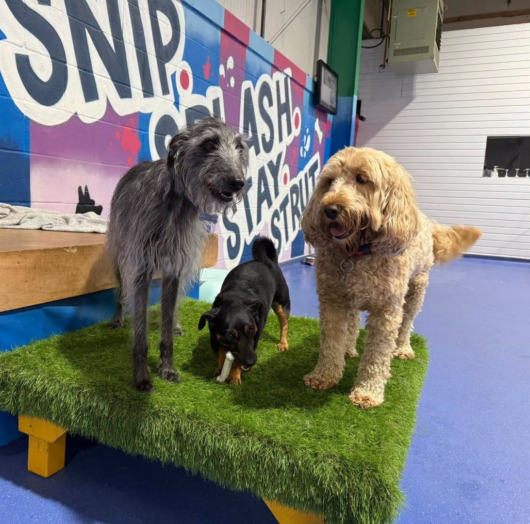 Three dogs standing on an artificial grass platform in front of the painted arena wall