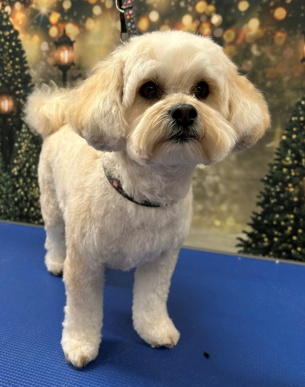 A small, freshly groomed cream dog on the grooming table