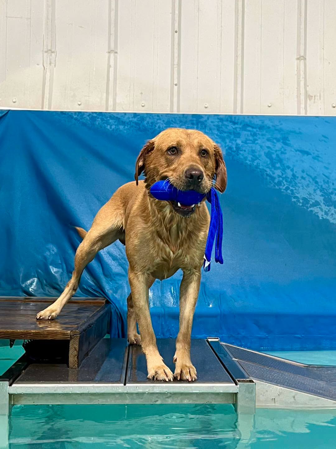 A golden retriever with a blue toy on the pool ramp