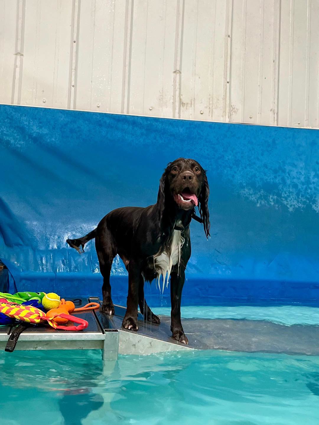 A black dog on the pool ramp beside a pile of toys