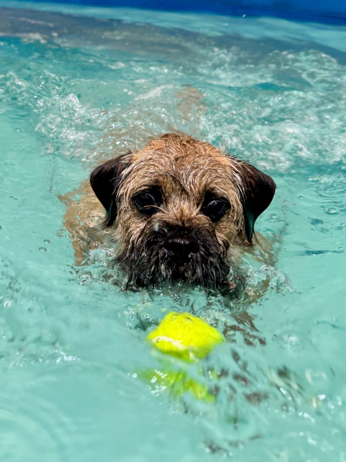 A border terrier swimming towards a yellow ball in the pool