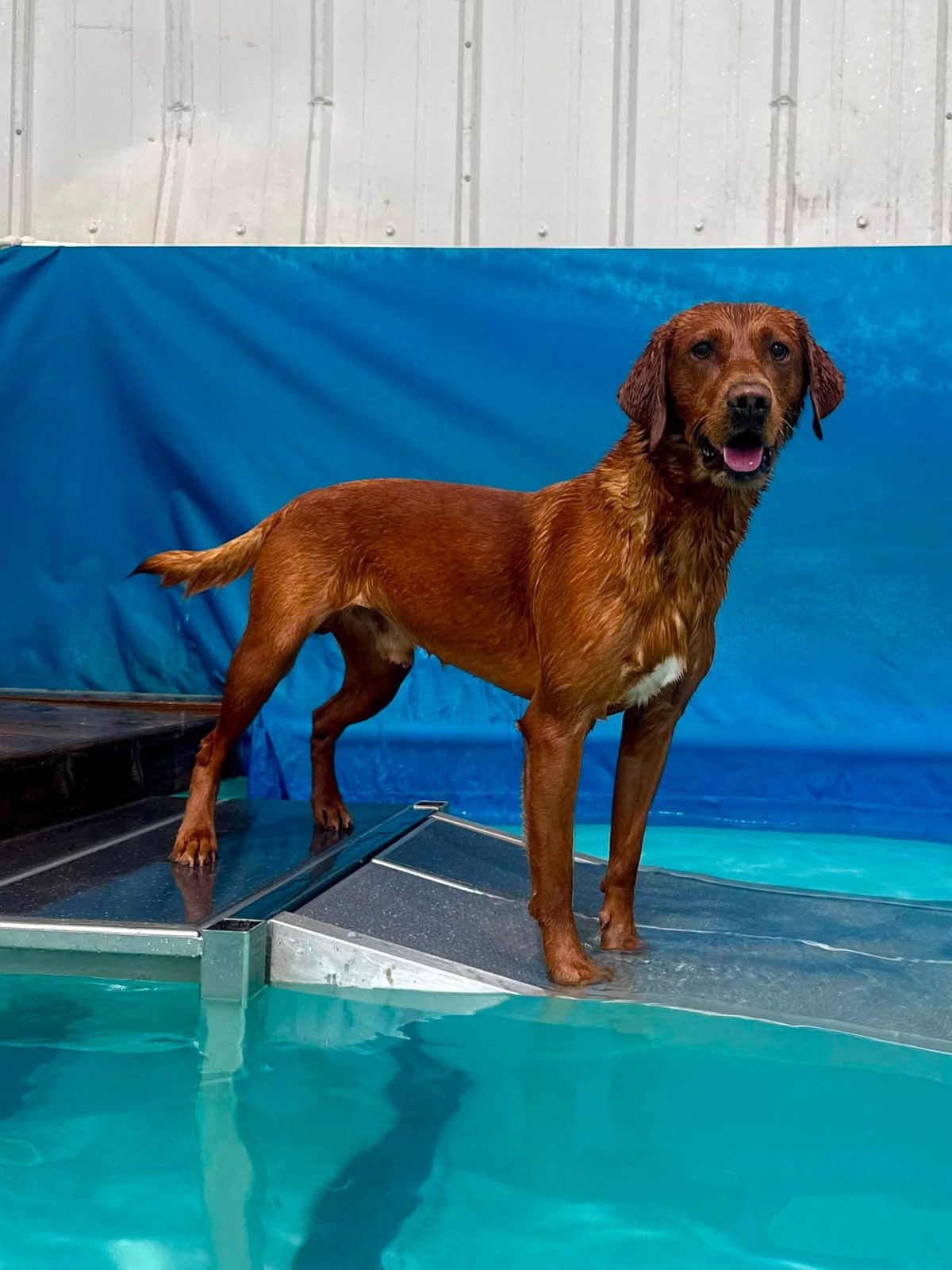 A red dog standing on the pool ramp