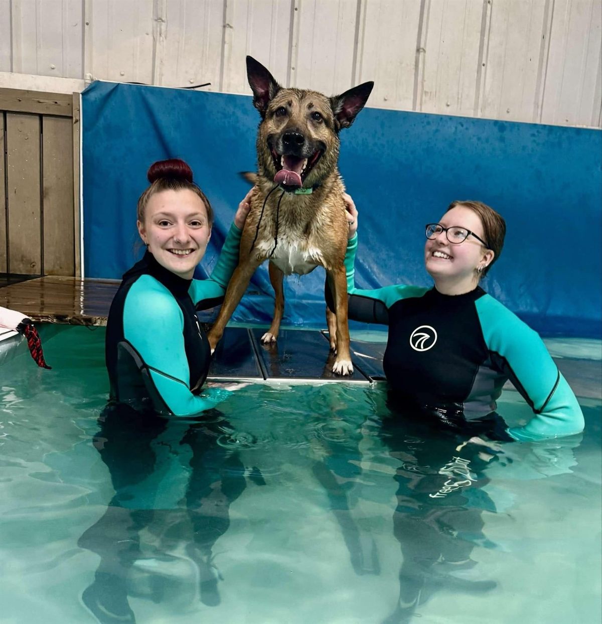 Two members of staff in the pool with a German shepherd