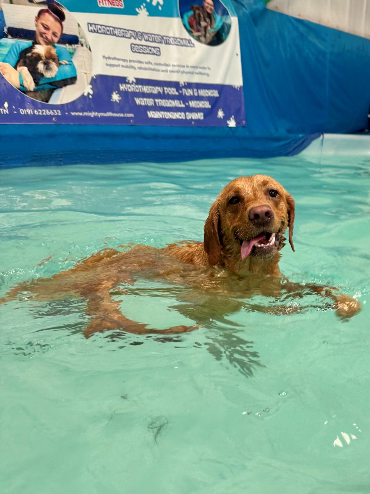 A golden dog swimming in the pool