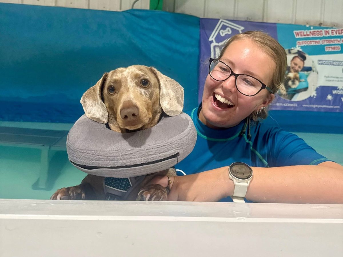 A laughing member of staff in the pool with a dachshund in a soft collar
