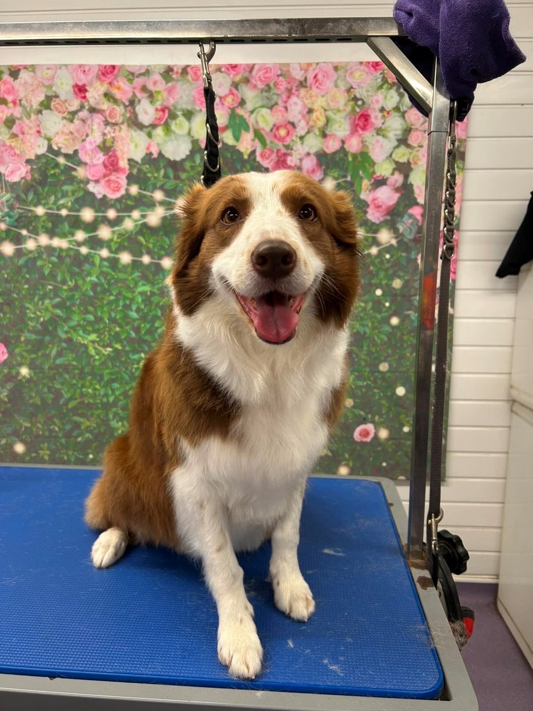 A brown and white dog smiling on the grooming table in front of a flower backdrop