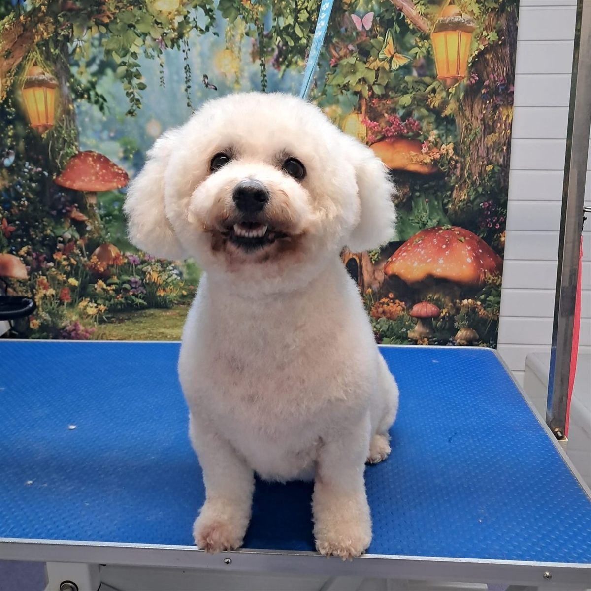 A fluffy white dog freshly groomed and smiling on the grooming table