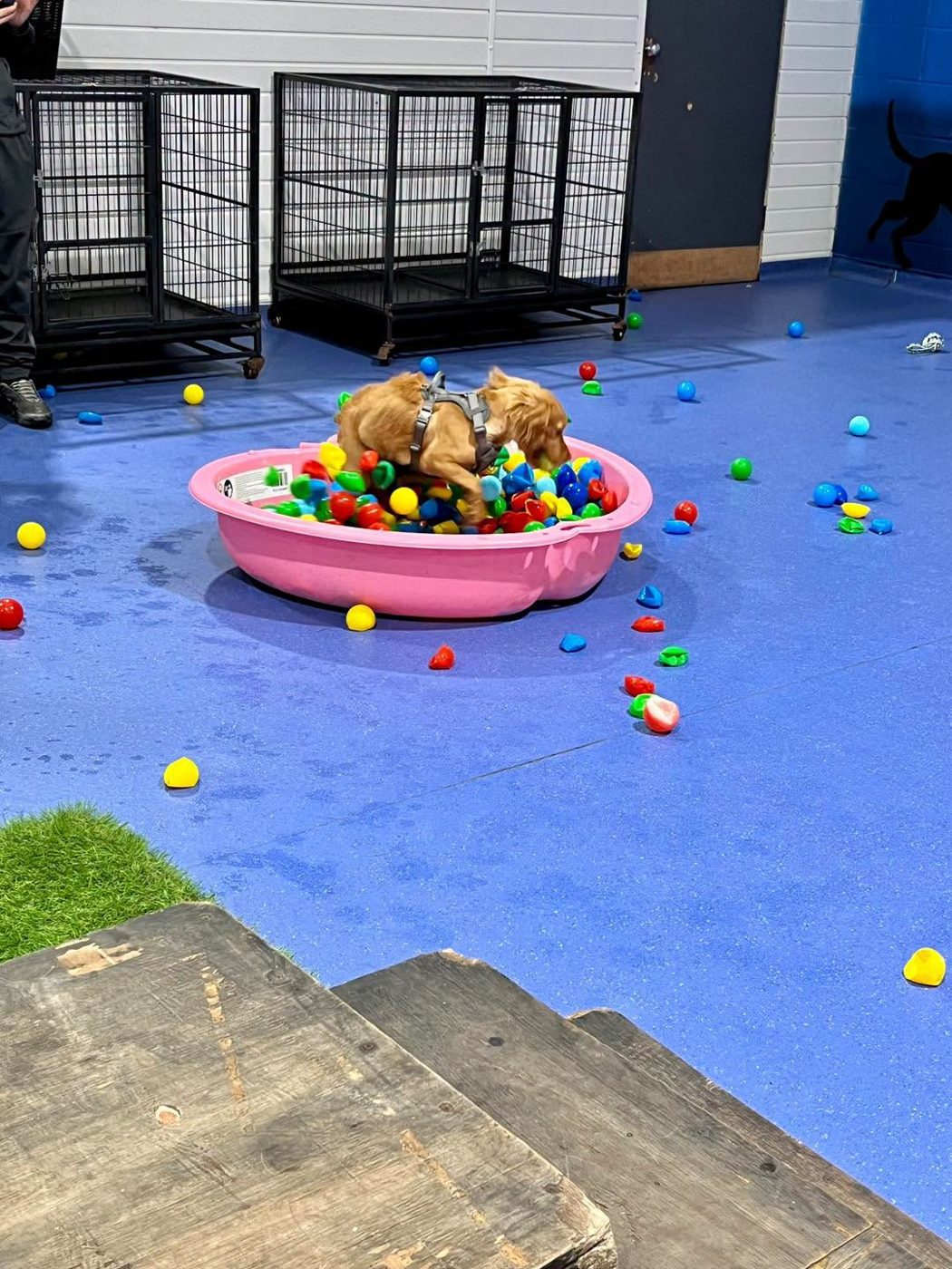 Puppies in a pink pool full of colourful balls