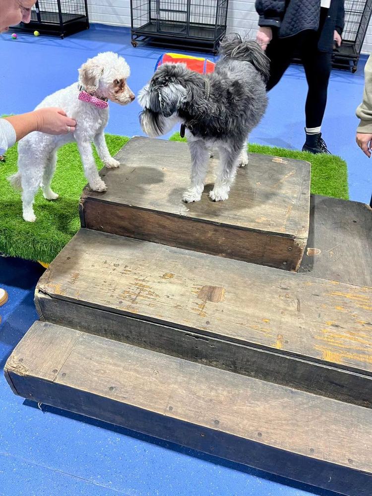 Two small dogs meeting on a wooden step in a socialisation class