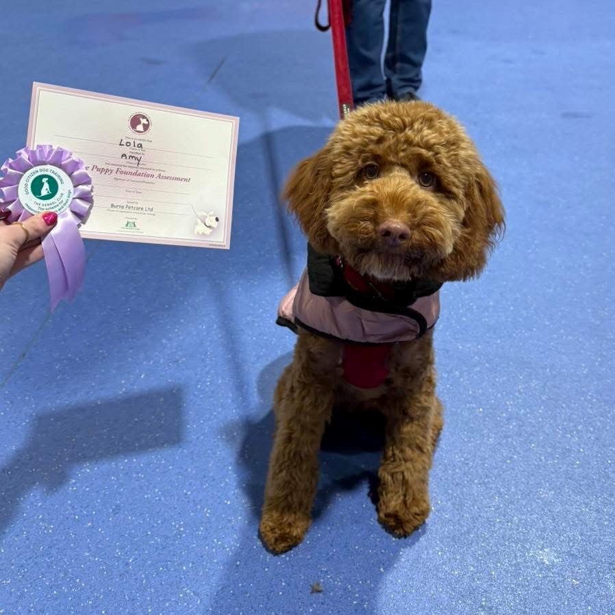 A curly brown dog sitting proudly with a rosette and certificate after a training course