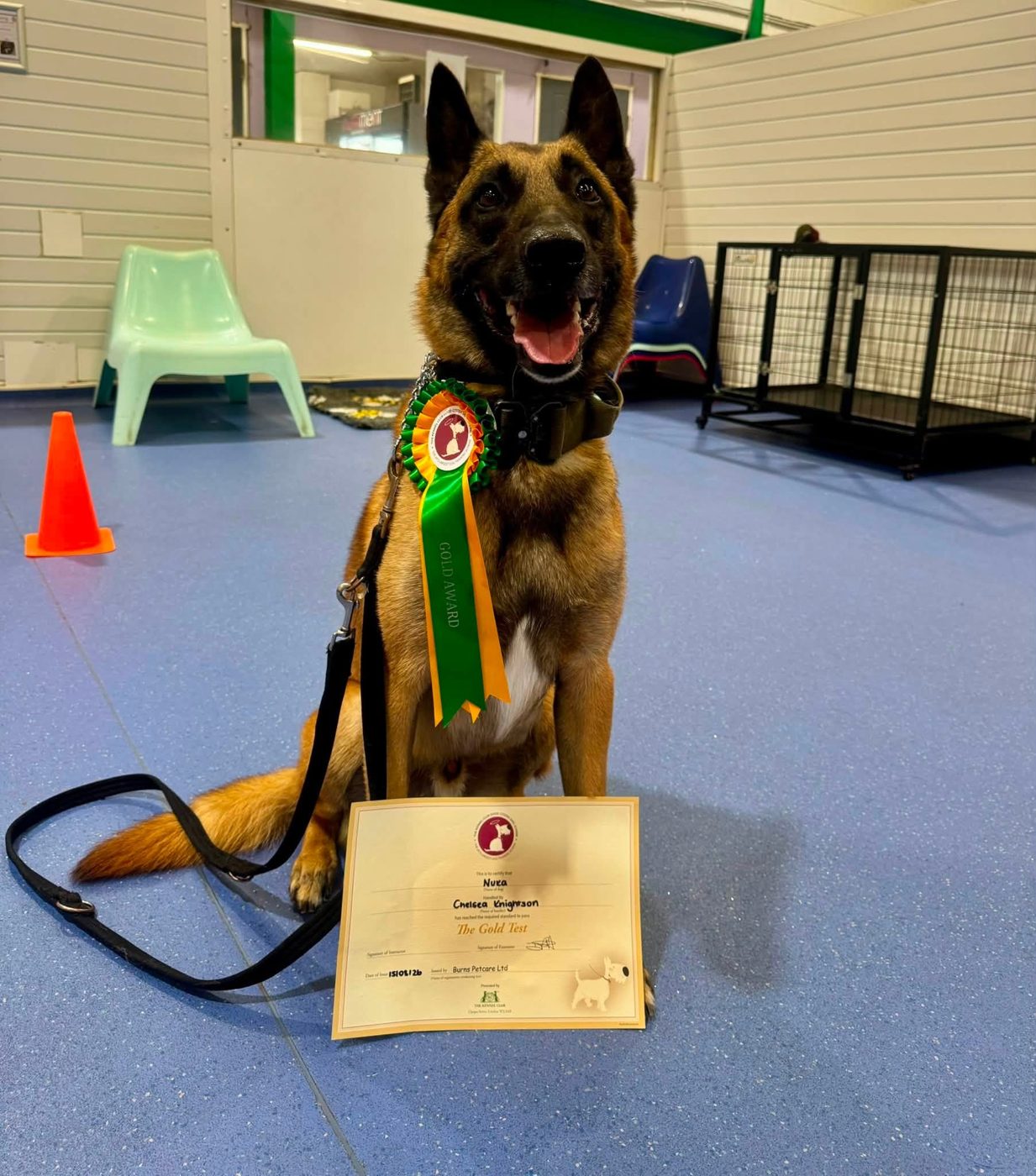 A shepherd dog wearing a rosette beside a certificate on the training floor
